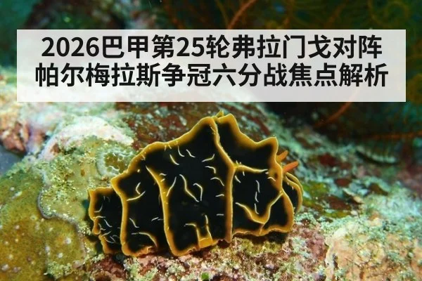 2026巴甲第25轮弗拉门戈对阵帕尔梅拉斯争冠六分战焦点解析